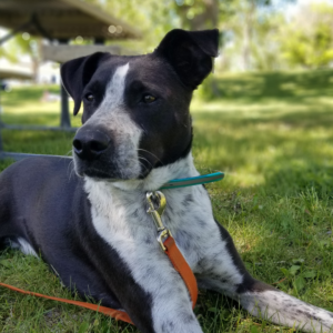 black and white cattle dog wearing a green collar and orange leash, laying in green grass